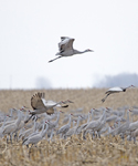 Sandhill Cranes 3543